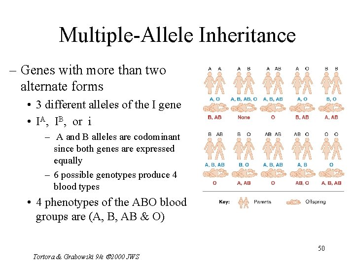 Multiple-Allele Inheritance – Genes with more than two alternate forms • 3 different alleles