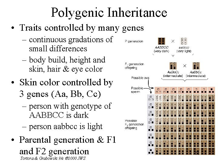 Polygenic Inheritance • Traits controlled by many genes – continuous gradations of small differences