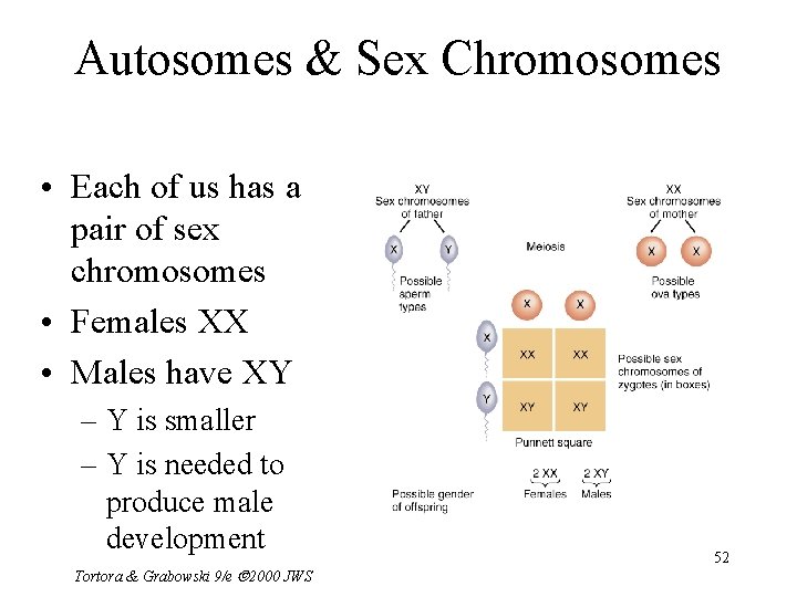 Autosomes & Sex Chromosomes • Each of us has a pair of sex chromosomes