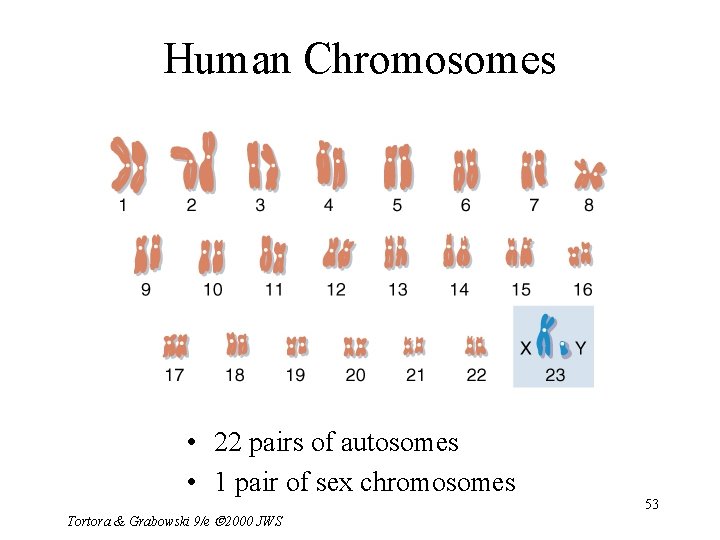 Human Chromosomes • 22 pairs of autosomes • 1 pair of sex chromosomes Tortora