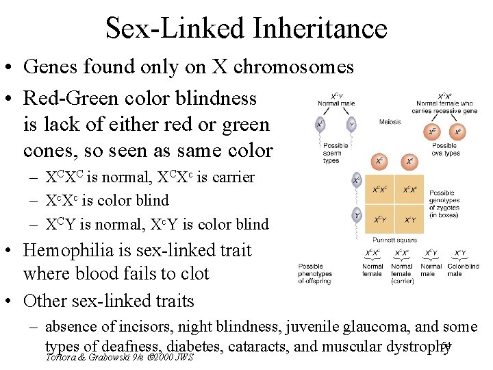 Sex-Linked Inheritance • Genes found only on X chromosomes • Red-Green color blindness is