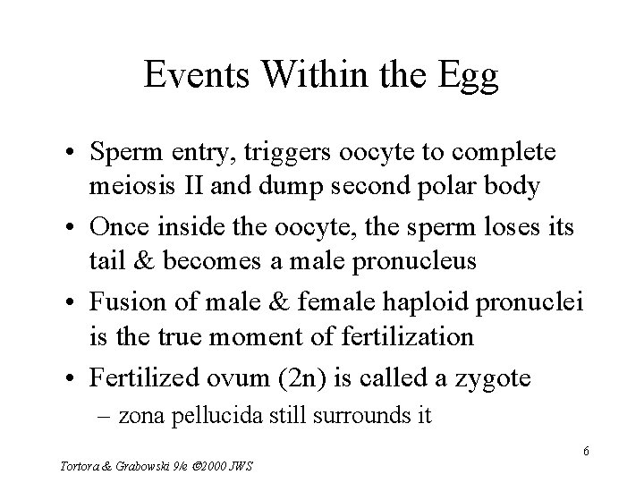 Events Within the Egg • Sperm entry, triggers oocyte to complete meiosis II and