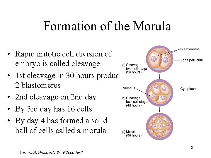 Formation of the Morula • Rapid mitotic cell division of embryo is called cleavage