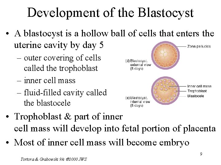Development of the Blastocyst • A blastocyst is a hollow ball of cells that