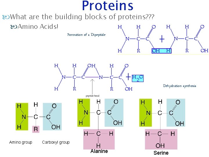 Proteins What are the building blocks of proteins? ? ? Amino Acids! Formation of Proteins What are the building blocks of proteins? ? ? Amino Acids! Formation of