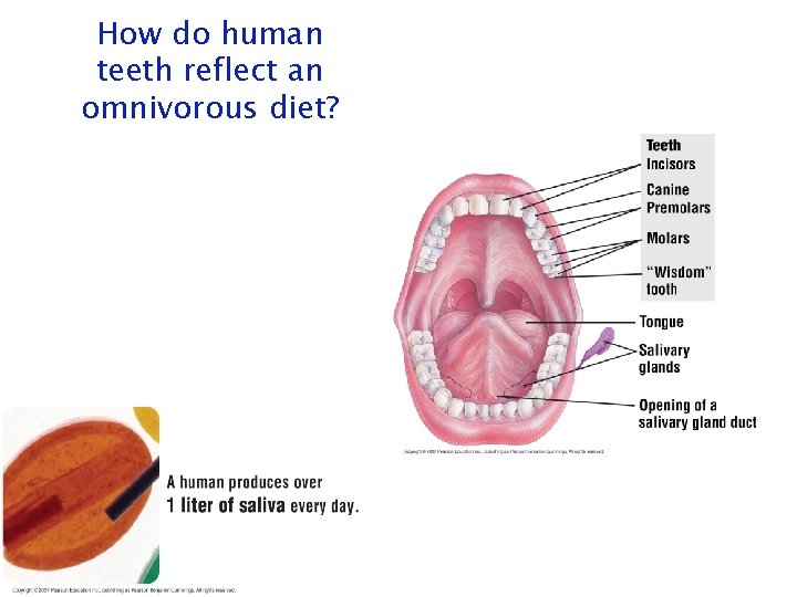How do human teeth reflect an omnivorous diet? How do human teeth reflect an omnivorous diet?