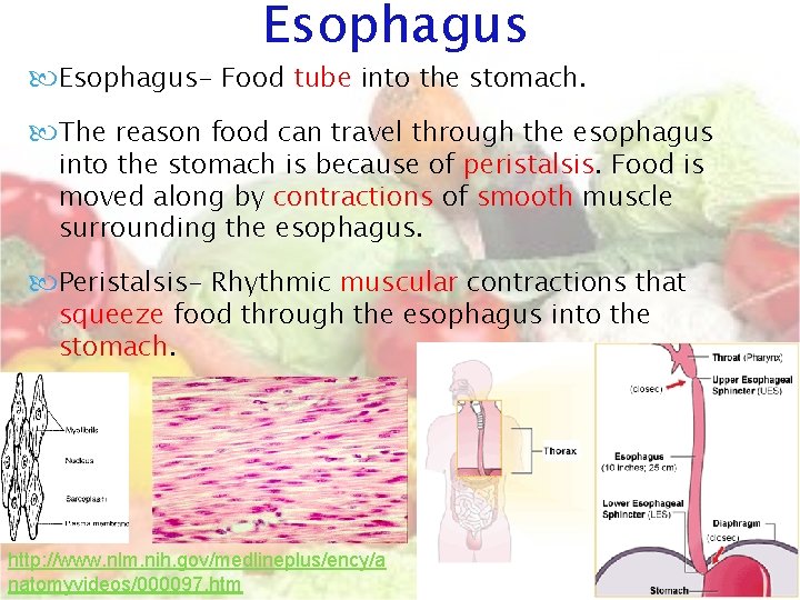 Esophagus Esophagus- Food tube into the stomach. The reason food can travel through the Esophagus Esophagus- Food tube into the stomach. The reason food can travel through the