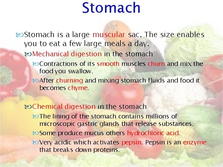 Stomach is a large muscular sac. The size enables you to eat a few Stomach is a large muscular sac. The size enables you to eat a few
