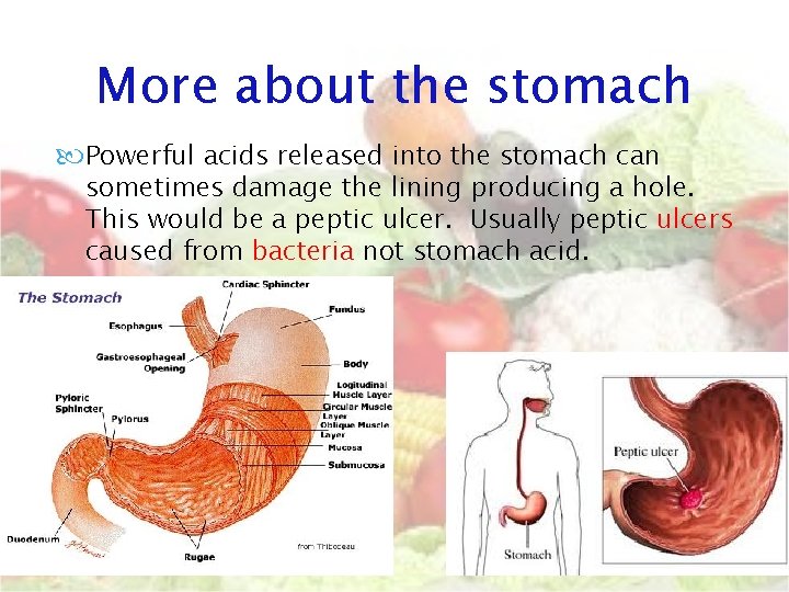 More about the stomach Powerful acids released into the stomach can sometimes damage the More about the stomach Powerful acids released into the stomach can sometimes damage the