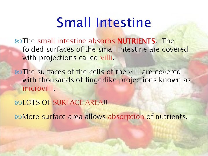 Small Intestine The small intestine absorbs NUTRIENTS. The folded surfaces of the small intestine Small Intestine The small intestine absorbs NUTRIENTS. The folded surfaces of the small intestine