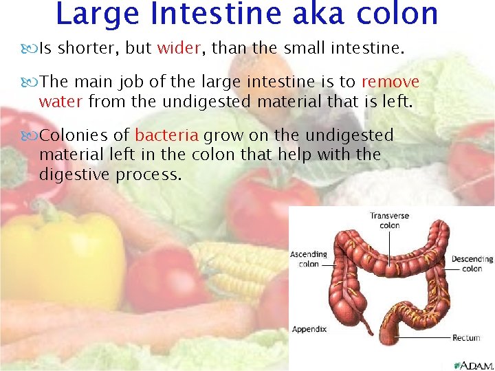 Large Intestine aka colon Is shorter, but wider, than the small intestine. The main Large Intestine aka colon Is shorter, but wider, than the small intestine. The main