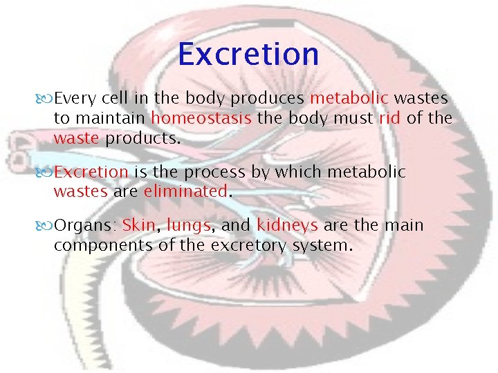 Excretion Every cell in the body produces metabolic wastes to maintain homeostasis the body Excretion Every cell in the body produces metabolic wastes to maintain homeostasis the body