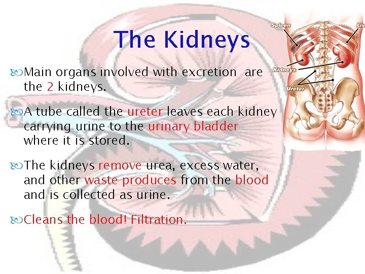 The Kidneys Main organs involved with excretion are the 2 kidneys. A tube called The Kidneys Main organs involved with excretion are the 2 kidneys. A tube called