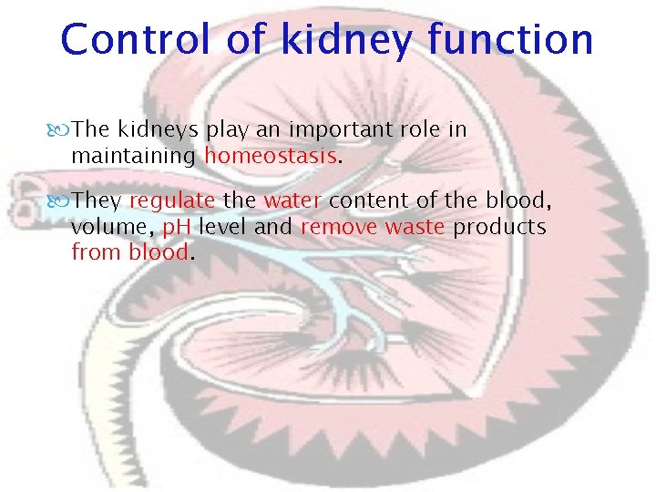 Control of kidney function The kidneys play an important role in maintaining homeostasis. They Control of kidney function The kidneys play an important role in maintaining homeostasis. They