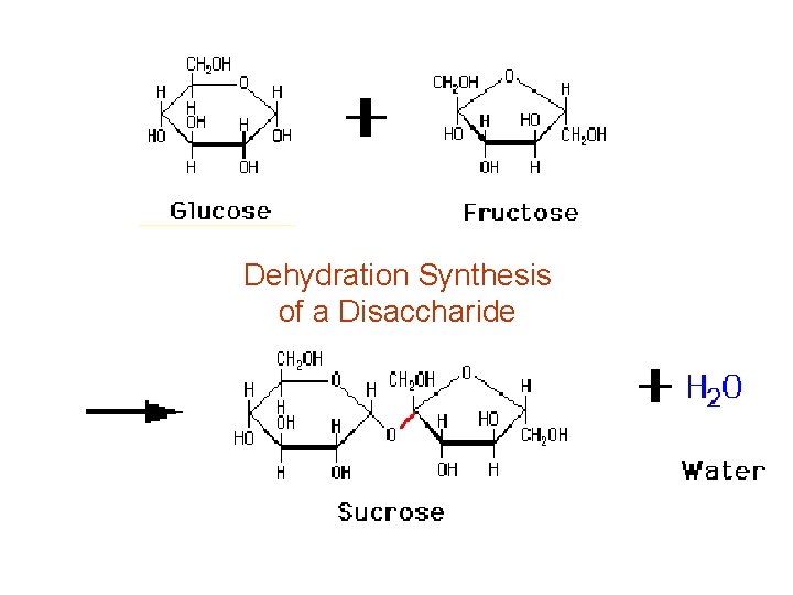 Dehydration Synthesis of a Disaccharide Dehydration Synthesis of a Disaccharide