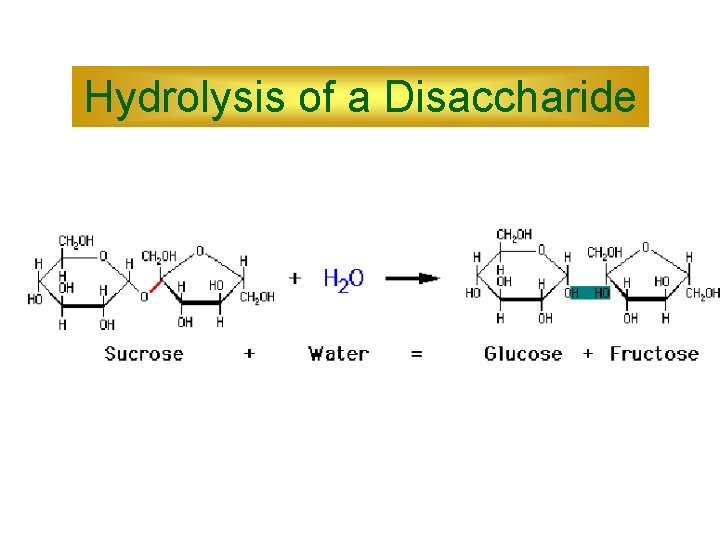 Hydrolysis of a Disaccharide Hydrolysis of a Disaccharide