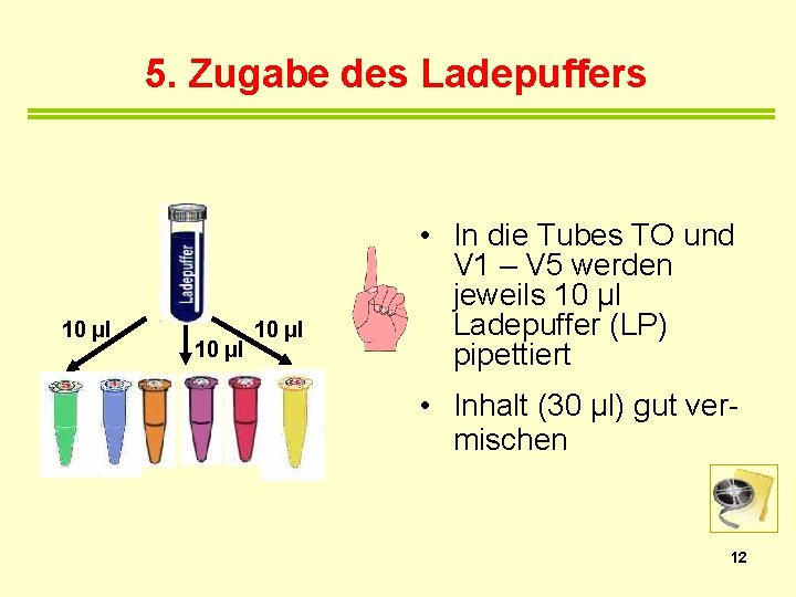 5. Zugabe des Ladepuffers 10 µl • In die Tubes TO und V 1