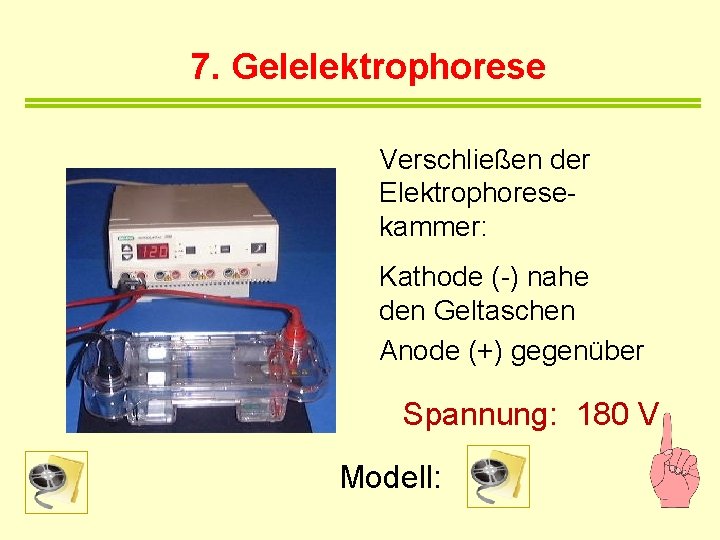 7. Gelelektrophorese Verschließen der Elektrophoresekammer: Kathode (-) nahe den Geltaschen Anode (+) gegenüber Spannung: