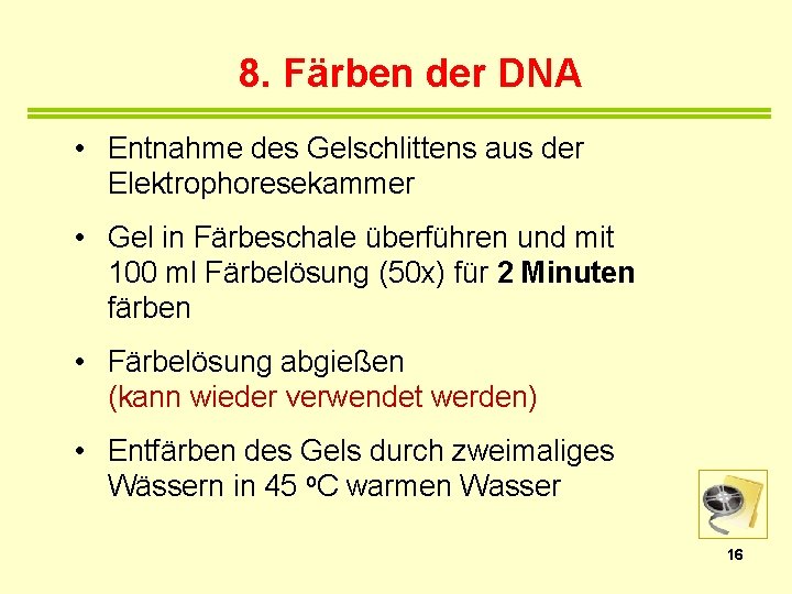 8. Färben der DNA • Entnahme des Gelschlittens aus der Elektrophoresekammer • Gel in