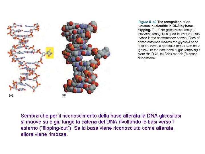 Sembra che per il riconoscimento della base alterata la DNA glicosilasi si muove su