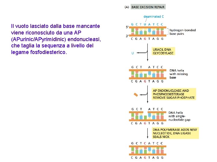 Il vuoto lasciato dalla base mancante viene riconosciuto da una AP (APurinic/APyrimidinic) endonucleasi, che
