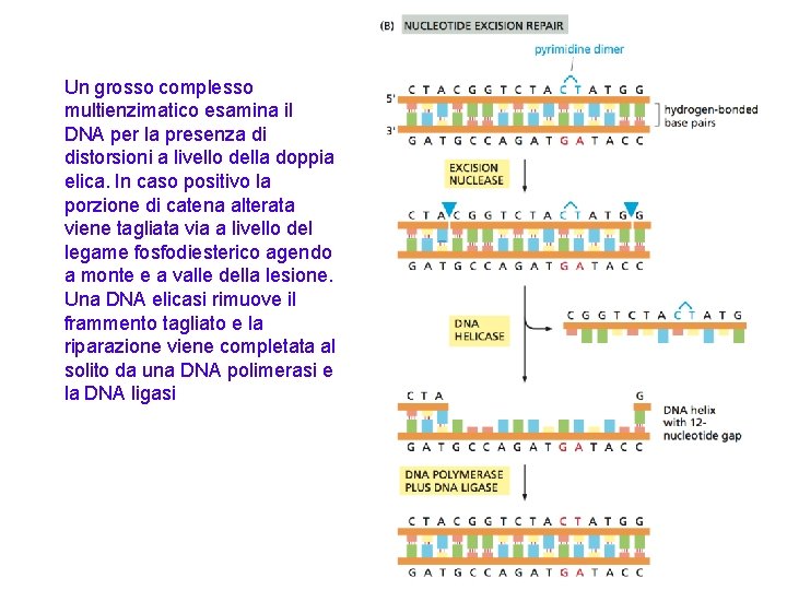 Un grosso complesso multienzimatico esamina il DNA per la presenza di distorsioni a livello