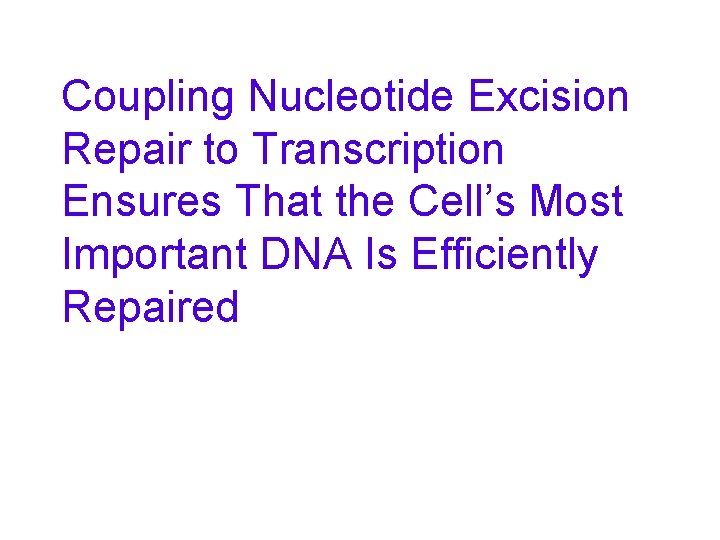Coupling Nucleotide Excision Repair to Transcription Ensures That the Cell’s Most Important DNA Is