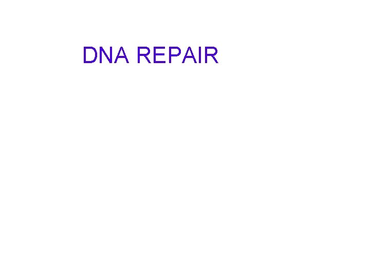 DNA REPAIR 