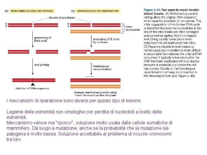 I meccanismi di riparazione sono diversi per questo tipo di lesione. Legame delle estremità