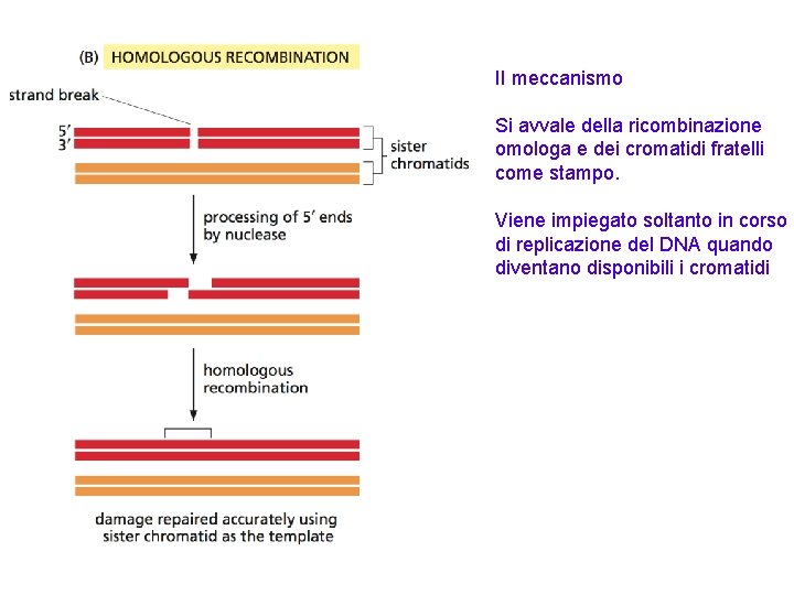 II meccanismo Si avvale della ricombinazione omologa e dei cromatidi fratelli come stampo. Viene