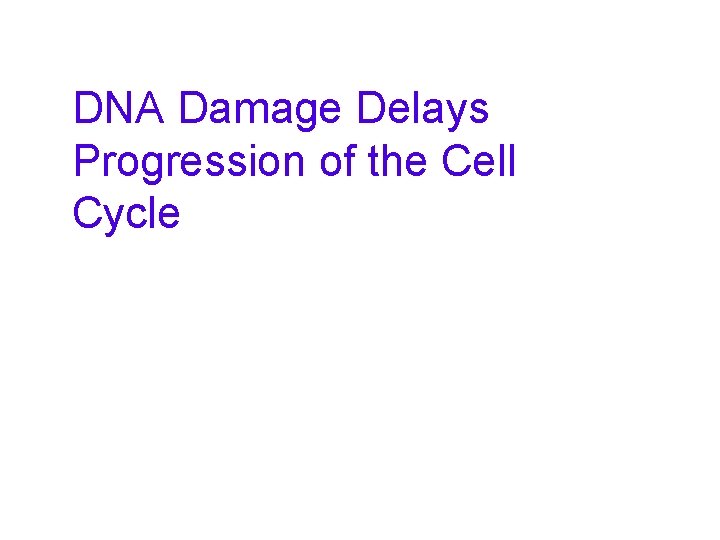 DNA Damage Delays Progression of the Cell Cycle 