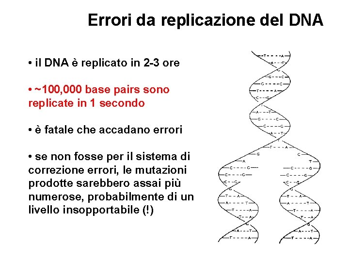 Errori da replicazione del DNA • il DNA è replicato in 2 -3 ore