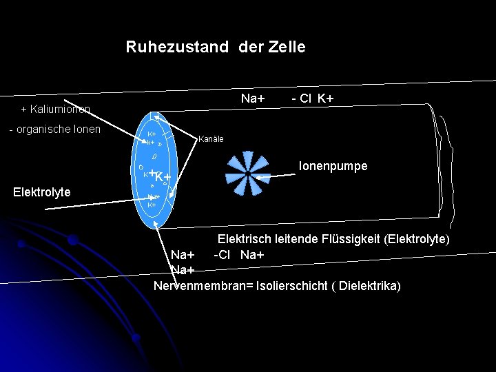 Ruhezustand der Zelle Na+ + Kaliumionen - organische Ionen K+ k+ +K+ K Elektrolyte