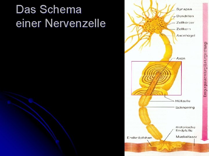 Das Schema einer Nervenzelle 