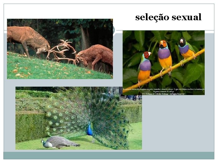 seleção sexual 