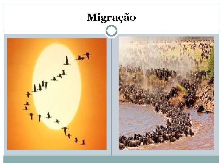 Migração 