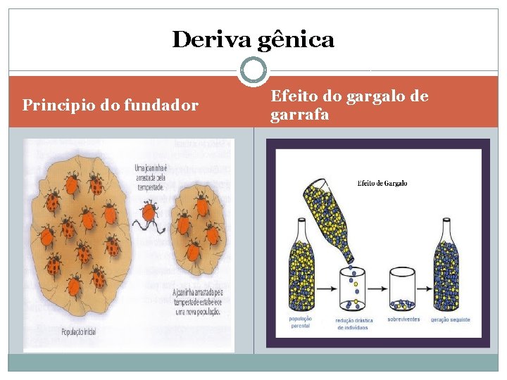 Deriva gênica Principio do fundador Efeito do gargalo de garrafa 