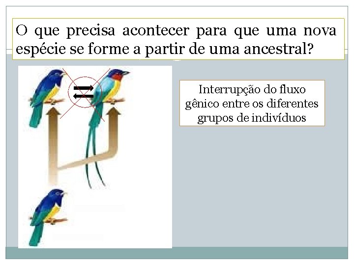 O que precisa acontecer para que uma nova espécie se forme a partir de