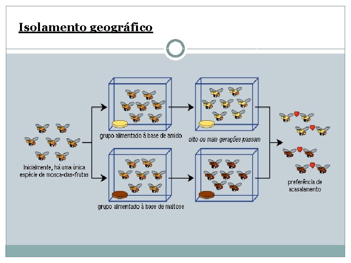 Isolamento geográfico 