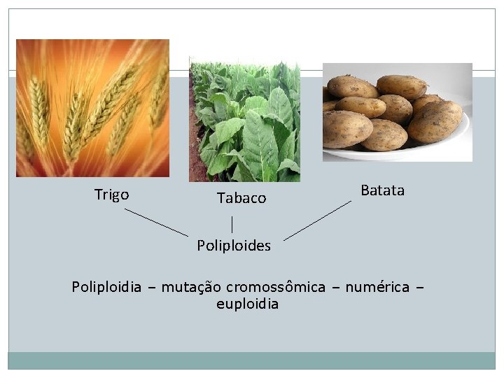 Trigo Tabaco Batata Poliploides Poliploidia – mutação cromossômica – numérica – euploidia 