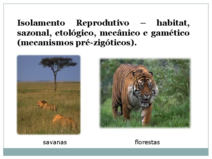 Isolamento Reprodutivo – habitat, sazonal, etológico, mecânico e gamético (mecanismos pré-zigóticos). savanas florestas 