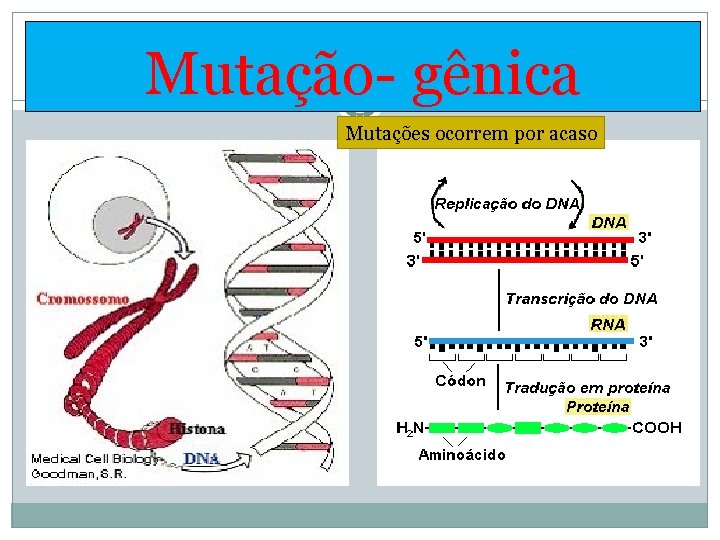 Mutação- gênica Mutações ocorrem por acaso 