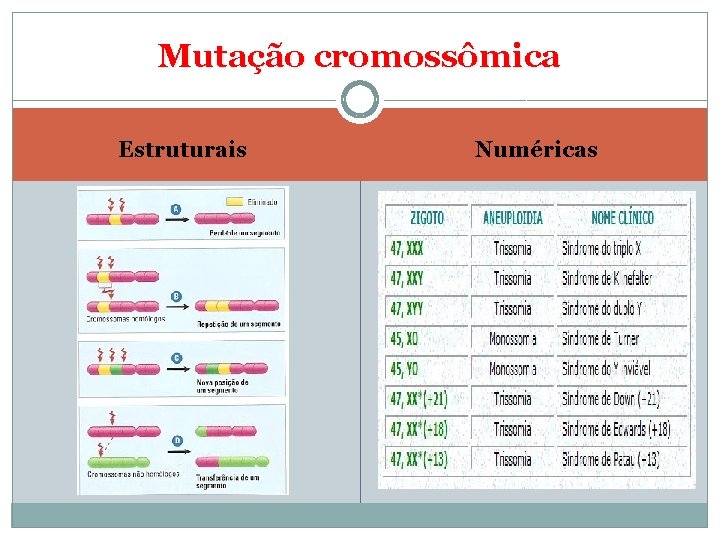 Mutação cromossômica Estruturais Numéricas 