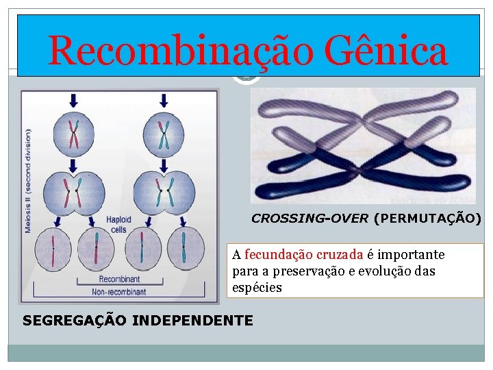 Recombinação Gênica CROSSING-OVER (PERMUTAÇÃO) A fecundação cruzada é importante para a preservação e evolução