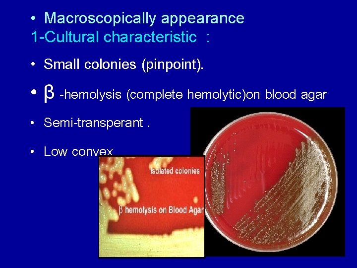  • Macroscopically appearance 1 -Cultural characteristic : • Small colonies (pinpoint). • β