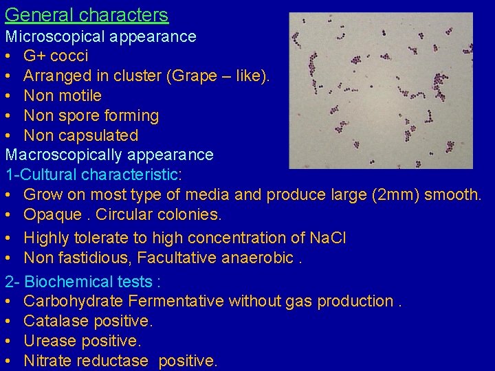 General characters Microscopical appearance • G+ cocci • Arranged in cluster (Grape – like).