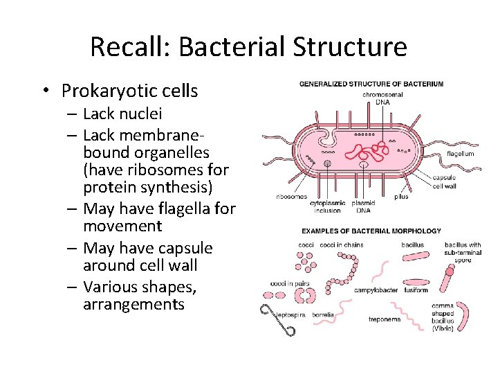Recall: Bacterial Structure • Prokaryotic cells – Lack nuclei – Lack membranebound organelles (have