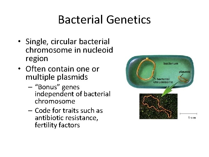 Bacterial Genetics • Single, circular bacterial chromosome in nucleoid region • Often contain one
