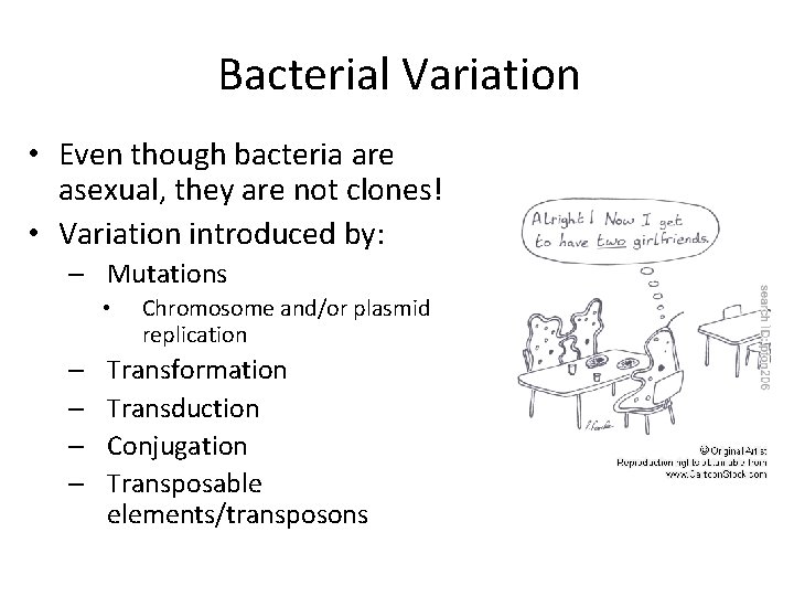 Bacterial Variation • Even though bacteria are asexual, they are not clones! • Variation
