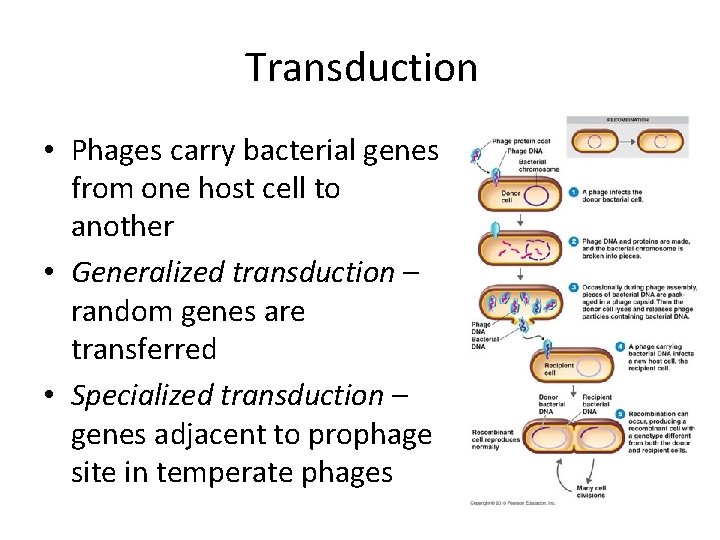 Transduction • Phages carry bacterial genes from one host cell to another • Generalized